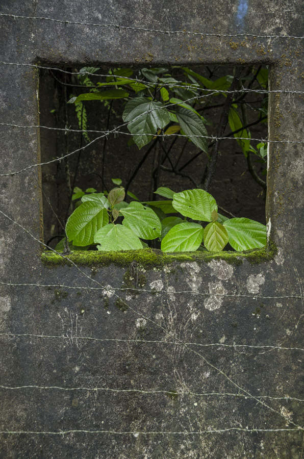 Photosintesis Estructural 16